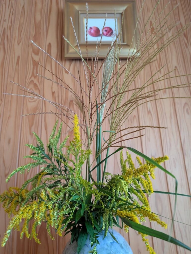 セイタカアワダチソウ